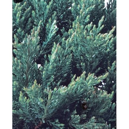Juniperus Horizontalis Blue Chip 2L - image 2