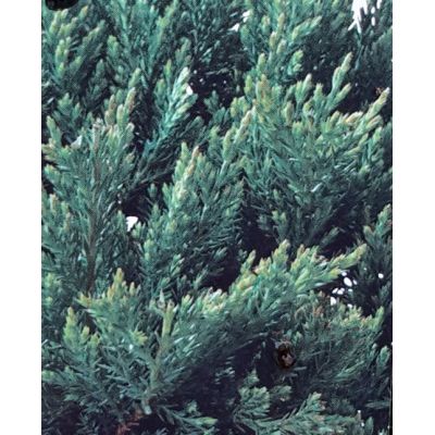 Juniperus Horizontalis Blue Chip 2L - image 2
