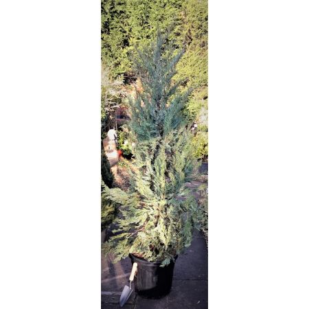 Juniperus Scopulorum Moonglow - 1.5m