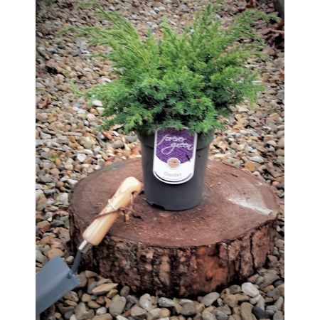 Juniperus Squamata Blue Swede 2L