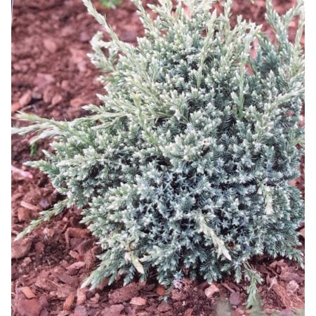 Juniperus Squamata Holger 2L - Windlestone Nursery & Garden Centre in ...