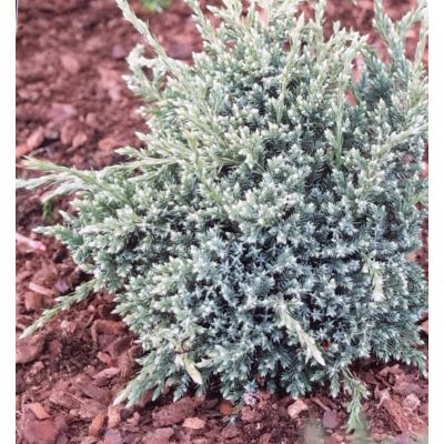 Juniperus Squamata Holger 2l - Windlestone Nursery & Garden Centre In 