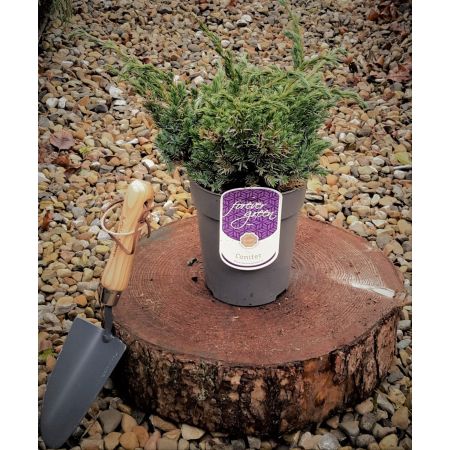 Juniperus Squamata Meyeri 2L