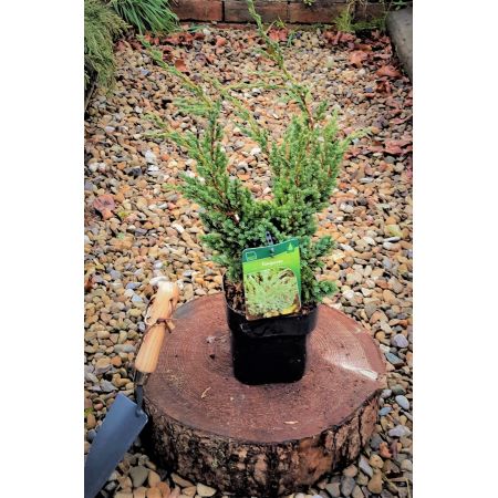 Juniperus Squamata Meyeri Compacta 2L