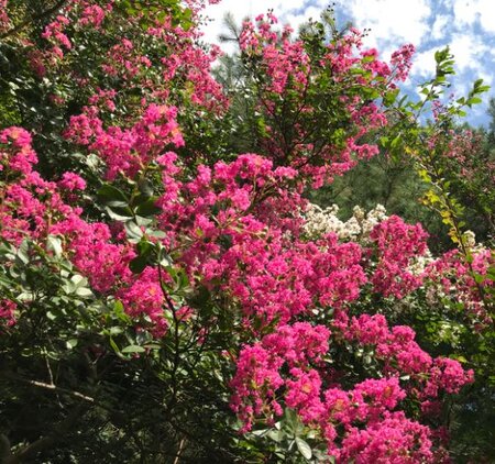 Lagerstroemia Indica - 35L - 400cm