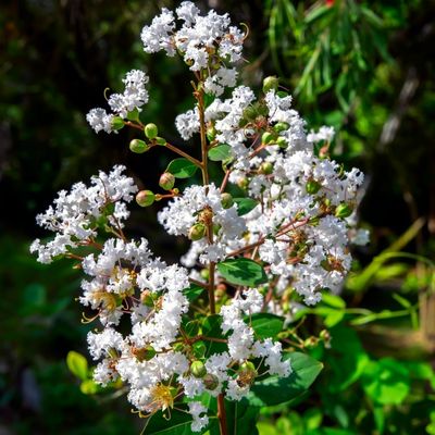 Lagerstroemia Indica Coconut Sorbet® - 9L - 80cm