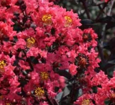 Lagerstroemia Indica 'Red Imperator' -18L - 120cm