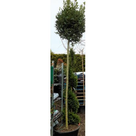 Laurus Nobilis (Bay Tree) - Ball Head - 4m - image 2