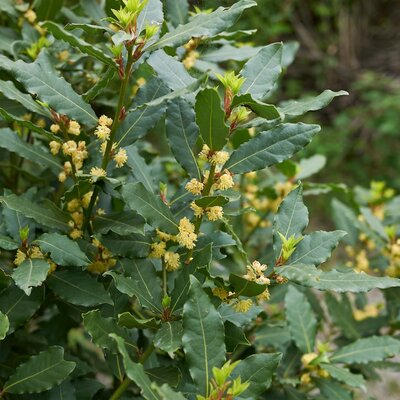 Laurus Nobilis (Bay Tree) - Pyramid - 70L - 250cm