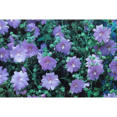 Lavatera Blue Bird 2L (Mallow)