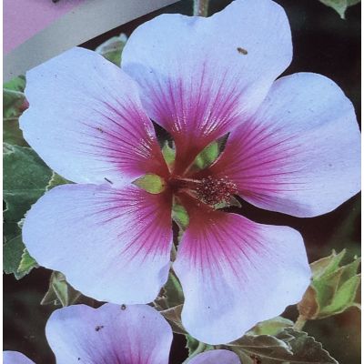 Lavatera Maritima 2L (Mallow)