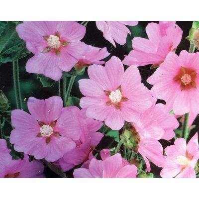 Lavatera Olbia Rosea 2L (Mallow)