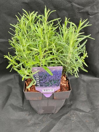 Lavender Munstead - 2L