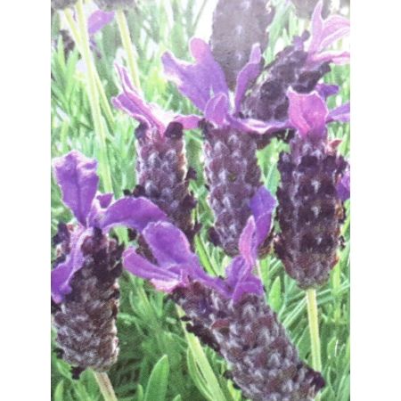 Lavendula (French lavender)