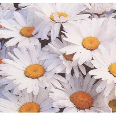 Leucanthemum Snow Lady 1.5L