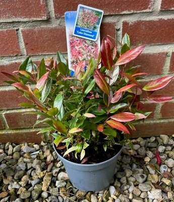 Leucothoe Colour Diamond 2L