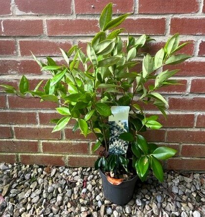 Ligustrum Japonicum Lucidum - 2L 