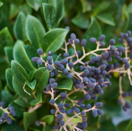 Ligustrum Japonicum Texanum - 15L - 120cm