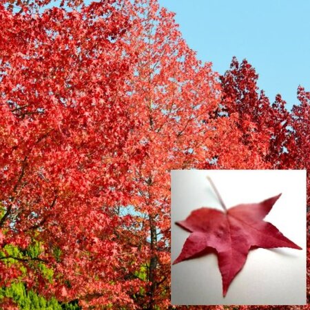 Liquidambar styraciflua - 3/4 Std. - 30L - 250cm clear stem