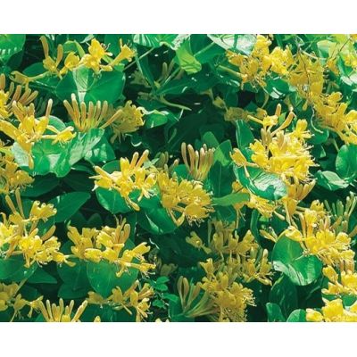 Lonicera 'Tellmanniana' - image 1