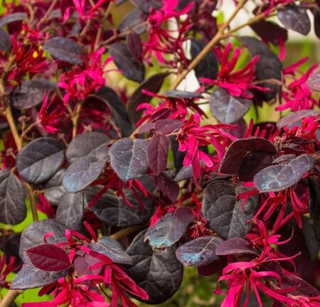 Loropetalum Chinense - 7L