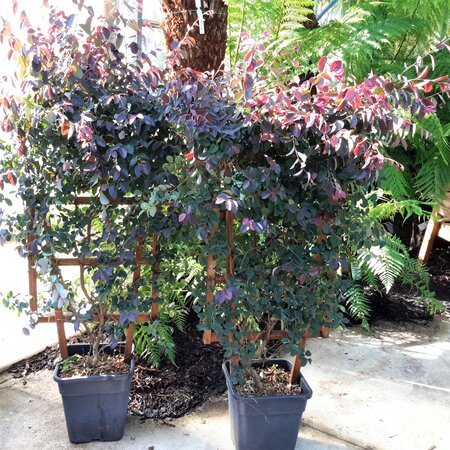 Loropetalum Chinense Black Pearl® - 15L - On frame  110cm x 60cm - image 1