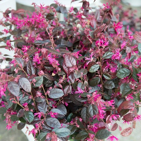 Loropetalum Chinense Black Pearl® - 15L - On frame  110cm x 60cm - image 2