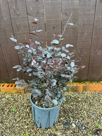 Loropetalum Chinense Black Pearl - 9L - image 1