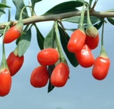 Lycia barbarum Instant Success 2L (Goji Berries)