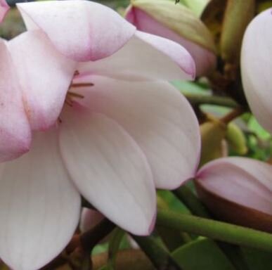 Magnolia Fairy Blush(R) on cane - 9L - 100cm