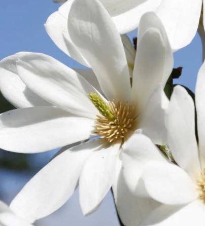 Magnolia Fairy White(R) on cane  - 15L - 100cm