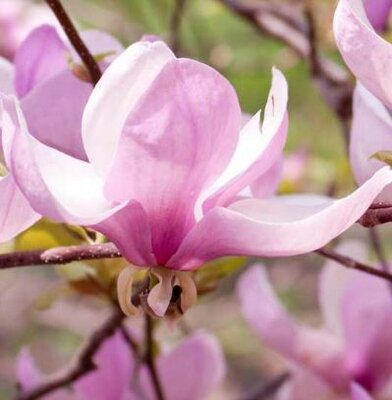 Magnolia 'George Henry Kern'  - 60cm