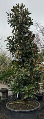 Magnolia grandiflora 'Gallisoniensis' - XXL 3.8m tall - image 1