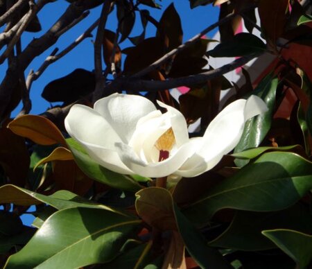 Magnolia grandiflora 'Goliath' - Half Std - 18L - 1.2m