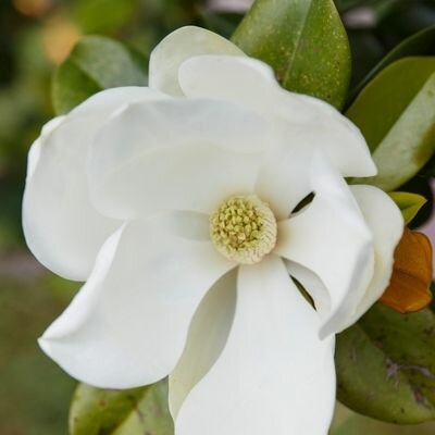 Magnolia grandiflora 'Little Gem' - 9L - 1/2 Std - 70cm clear stem
