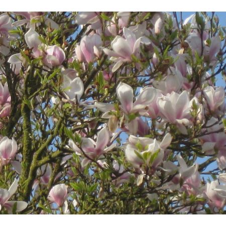 Magnolia Soulangeana - 15L - 150cm