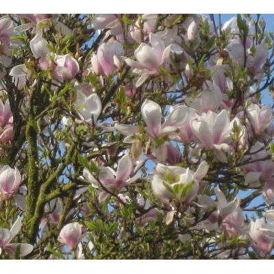 Magnolia Soulangeana - 18L