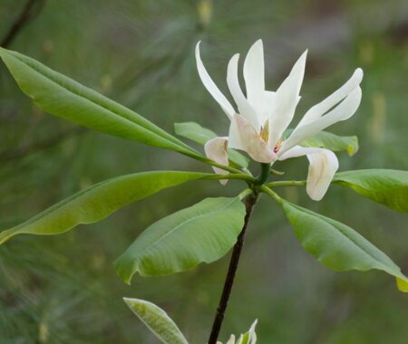 Magnolia Tripetala   - 35L - 150cm