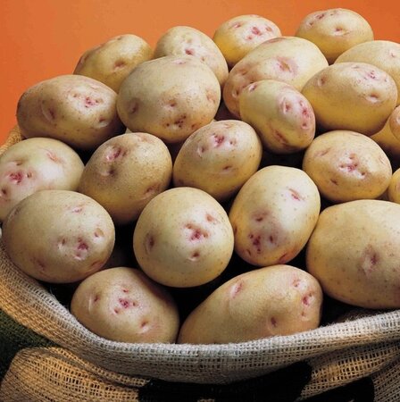 Main Crop Seed Potato - Cara - 2kg