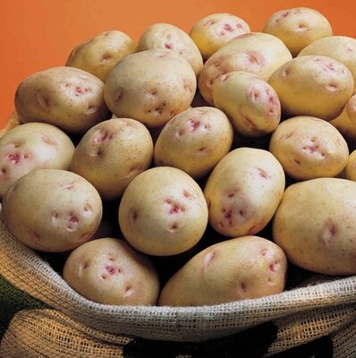 Main Crop Seed Potato - Cara - 2kg