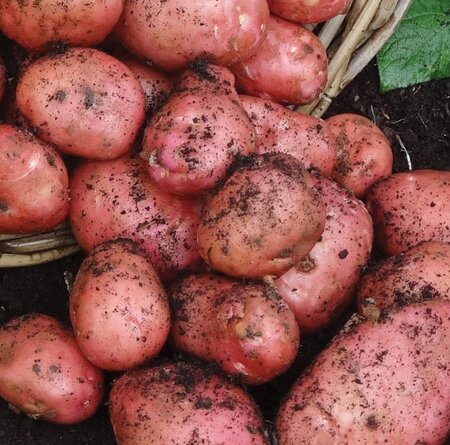 Main Crop Seed Potato - Desiree - 2kg