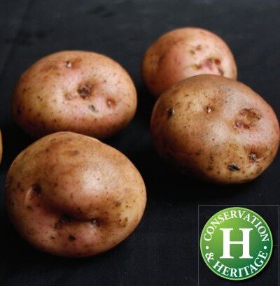 Main Crop Seed Potato - Kerrs Pink - 2kg