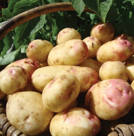 Main Crop Seed Potato - King Edward - 2kg