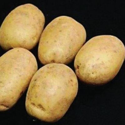 Main Crop Seed Potato - Pentland Crown - 2kg