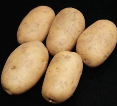 Main Crop Seed Potato - Pentland Dell -2kg