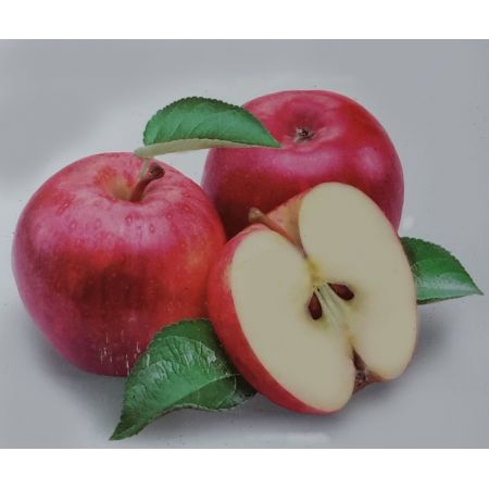 Malus Domestica Discovery Dwarf  (Apple Tree)