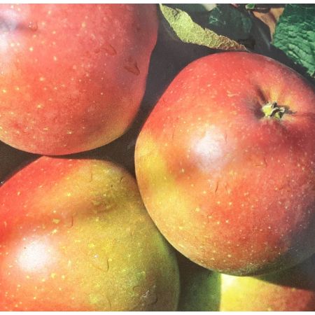 Malus Domestica Fuji (Apple Tree) - image 1