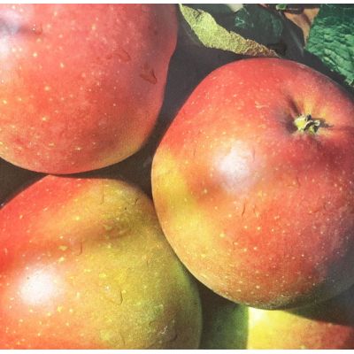 Malus Domestica Fuji (Apple Tree) - image 1