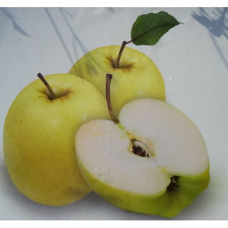 Malus Domestica Golden Delicious Dwarf  (Apple Tree) - image 1