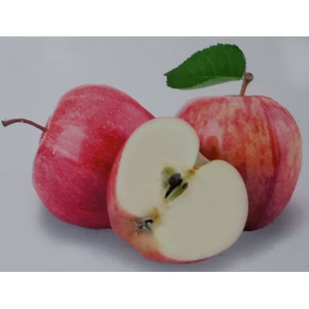 Malus Domestica Gravenstein Dwarf (Apple Tree)